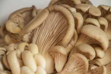 oyster mushrooms on a white background close-up