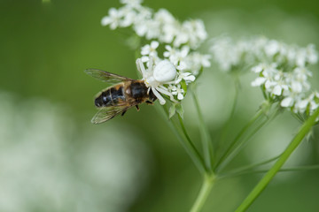 Krabbenspinne mit Beute