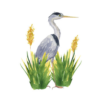Watercolor heron bird in crane reed grass isolated on white background. Hand drawing illustration of Grey heron. One Japonese bird. Perfect for cards, print, sticker, greeting card.