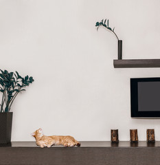 Modern bright interior with wenge-colored furniture and a red cat lies on a shelf and looks up at the flower