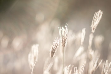 Dry swollen finger grass flowers (Chloris Barbata) in the rural tropical grassland