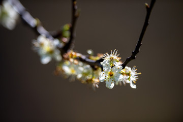 Pianta in fiore a primavera