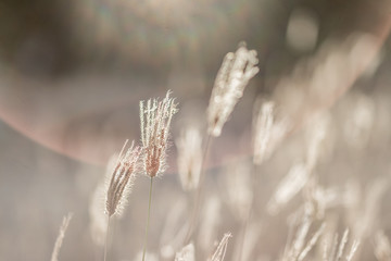 Dry swollen finger grass flowers (Chloris Barbata) in the rural tropical grassland