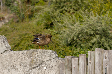 bird