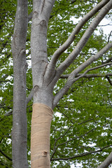 With Jute, beech trees where the light intensity has been changed by grubbing neighboring trees are protected against drying out, but also against sunburn