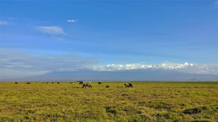 Beautiful panorama of Amboseli park. On the green grass of the savannah grazing elephants, large and small. In the distance, Mount Kilimanjaro, the peak is hidden by dense white clouds. Clear blue sky