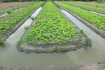 Lettuce plots grown on the outskirts