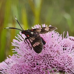 butterfly on pink flower