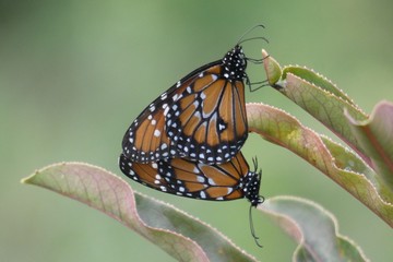 butterfly on leaf