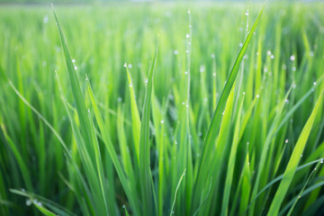 成長している朝痛の輝く稲のクローズアップ