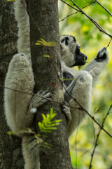 Lemur Madagascar