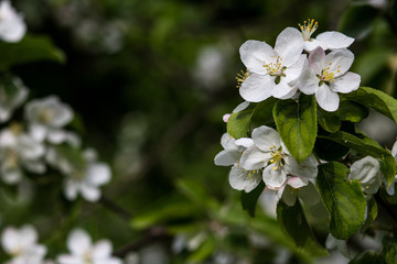 Obraz na płótnie Canvas spring. blooming Apple tree. a walk in the spring Park.