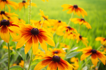夏の田んぼの朝の風景