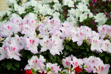 Azalea Flower