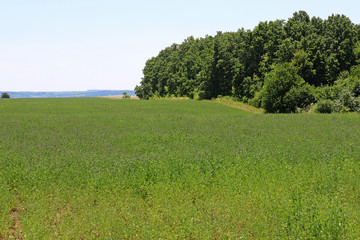 View of green lucerne field under blue sky