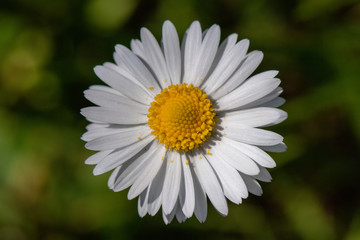 Obraz premium Margherite in fiore