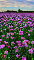 Obraz premium purple flowers