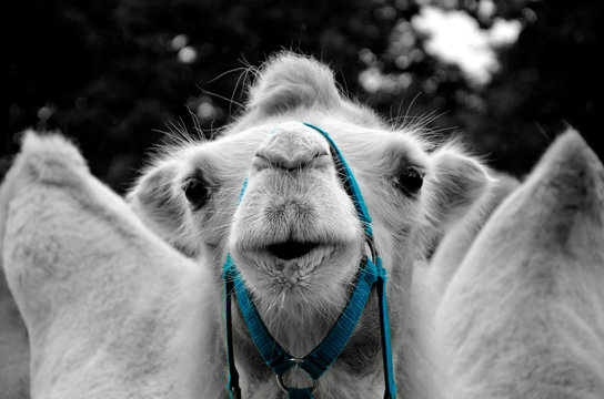 Dromedary - Camel - funny looking Animal