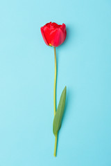 Red tulip isolated on blue background