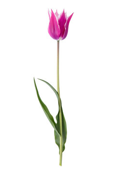 Violet tulip isolated on white background