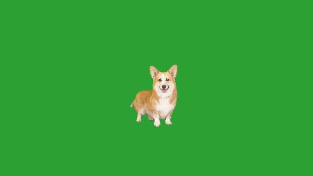 welsh corgi dog stands and looks on a green screen