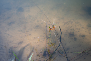 grass and water with small orange dragon fly