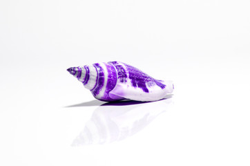 seashell isolated on white background