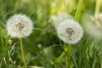 Summer field of white dandelions, beautiful summer nature