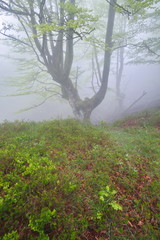 Fototapeta premium Orozko, Bizkaia/Basque Country; May 03, 2014. A beech forest in the fog. Gorbeia Natural Park.
