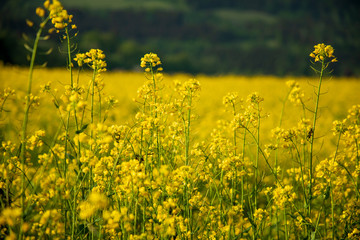gelb bl&uuml;hendes Rapsfeld