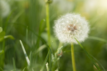White dandelion in green grass, close photo of dandelion