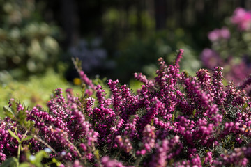 Obraz premium Background of small purple flowers, flowering of small horsetail in the botanical garden