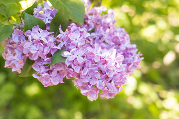 Obraz premium Blossoming lilac branch, lilac bush flowering in spring garden