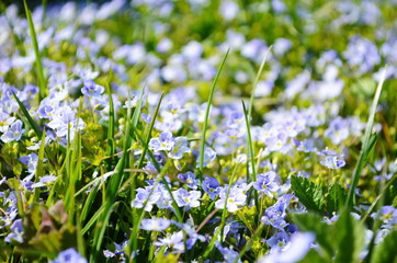 Beautiful garden flowers, summer flower background. Veronica filiformis Slender speedwell little...
