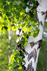 white birch trunk with young green leaves on long branches
