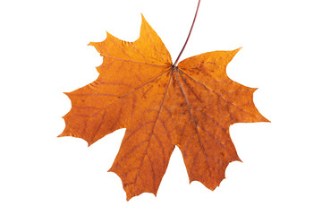 Fototapeta premium Yellow-brown autumn maple leaf isolated on white background.