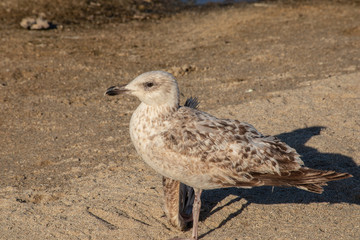 Seagull with broken wing on the beach.