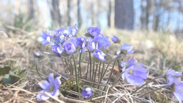 Mayflower (Hepatica nobilis) spring blue flowers in light coniferous forest in Europe. Curtin of first flowers stand out against background of still gray forest