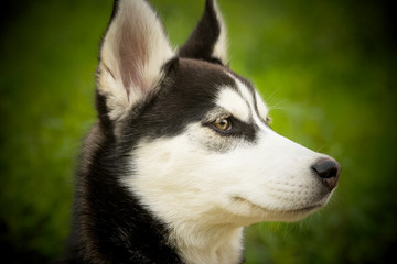 Husky Welpe