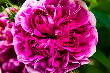 鮮やかな濃いピンクのバラの花２