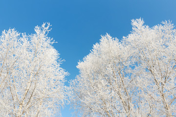 winter trees covered with frost