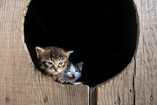 Cute kittens peep out of a hole