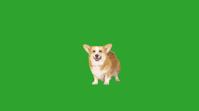 welsh corgi dog on a green screen