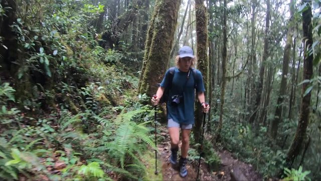 A young man with walking sticks and a big camera around his neck is hiking through the mystical and deep rainforest of the Kokoda trail in Papua New Guinea.