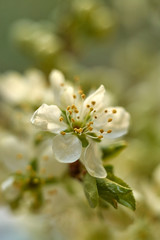 White plum flowers, blooming plum closeup, author's style.