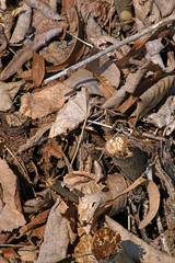 Dried leaves and twigs scattered on the ground. 
Interesting background of fallen leaves and branches.