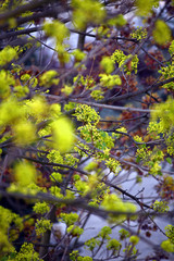 Tree branches full of young green leaves. Beautiful spring leafing of trees. 