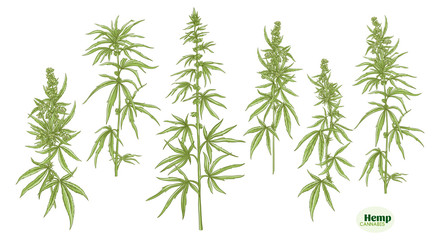 Hemp, cannabis plant. Set of elements for design. Color vector illustration. In botanical style Isolated on white background..