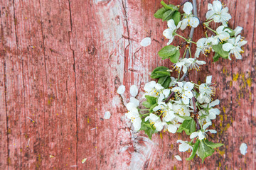 Spring blossom cherry branch on old rustic red wooden bench background