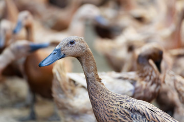 duck smiling in action